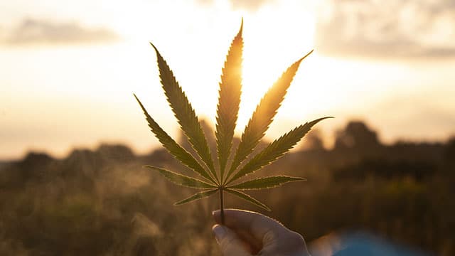 Mit Cannabis dem Schmerz begegnen
